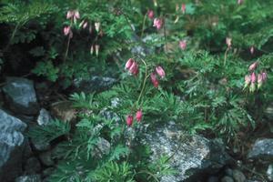 Bleeding Hearts